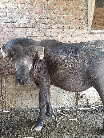 ૧.૫ વર્ષ ની સે