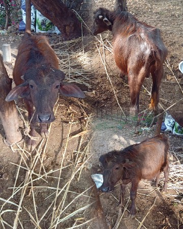 થંબનેલ 3