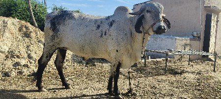 थंबनेल 3