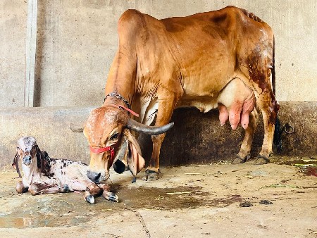 ઓરીજનલ ભાવનગર લાઈન ની ગાય વેચવાની