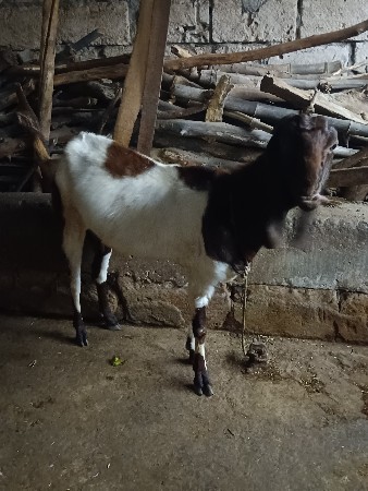 થંબનેલ 3