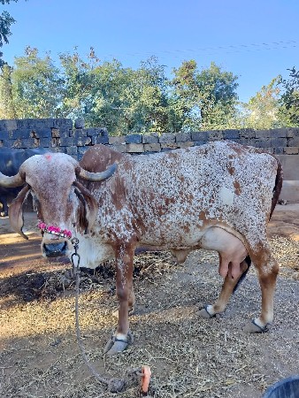 ગીર ગાય તાજી વેશવાની છે