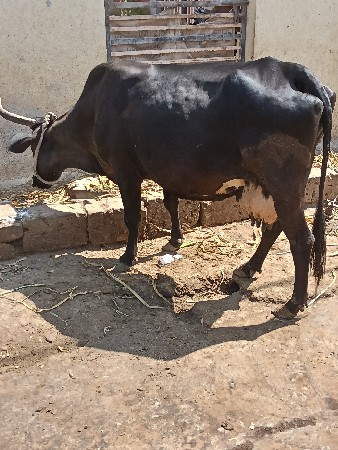 એસબ....ખાભડી છે