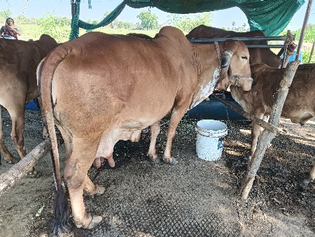 थंबनेल 2