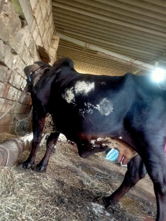 ગાય વેચવાની છે