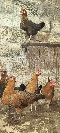 થંબનેલ 2