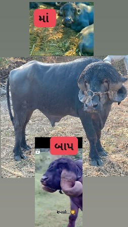 પાડો વેચવાનો છે