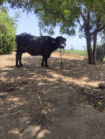 ભેશ વેસવાનીછે