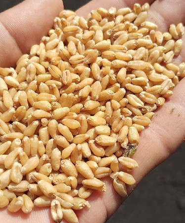 ઘઉ  513 બીયારણ માટે વેસવના છે