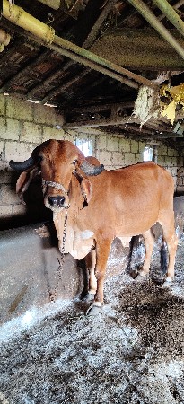 ગીર હોળકી વેચવાની છે.