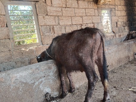 પાડૉ વૅશવા નૉ છે