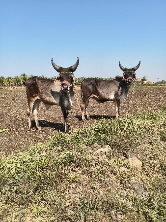 વેચવાના છે