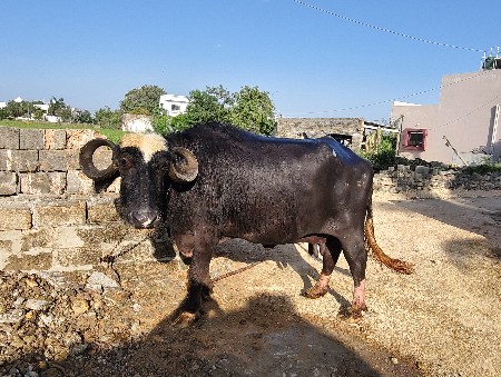 નવચંદડી ભેંસ