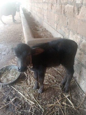 પાડો વેચવાનો છે