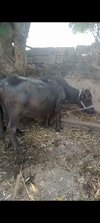 થંબનેલ 2