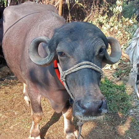 ભેસ વેસવાનીસે