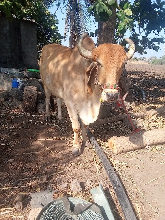 આવો.બળદ.લેવાનો.છે..૨.૩. ઘરનો