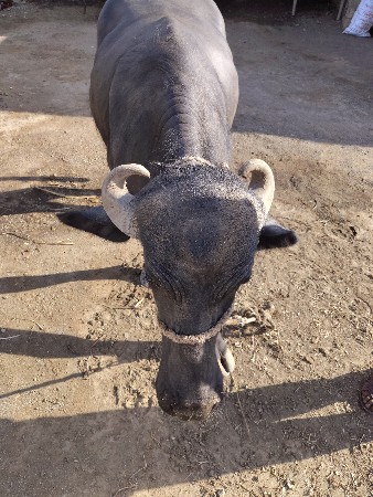 પેલવેતર ખળેલુ