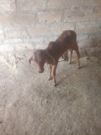 ગાય વેચવાની છે