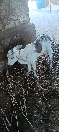 ગાય વેચવાની છે