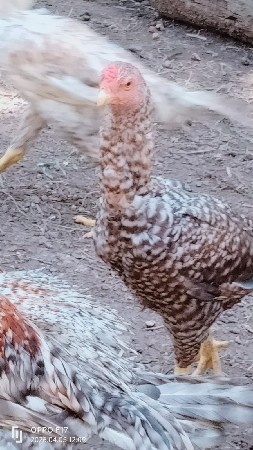 ઓરીજનલ અસીલ દેવાના છે