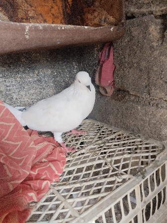 थंबनेल 2