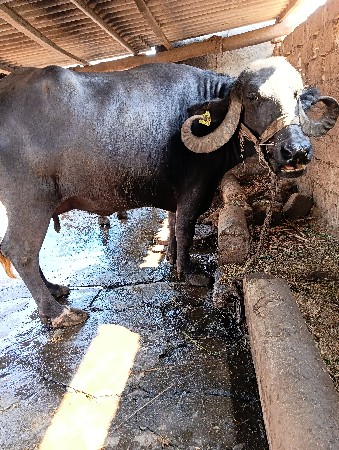 ભેંસ વેચવાની છે