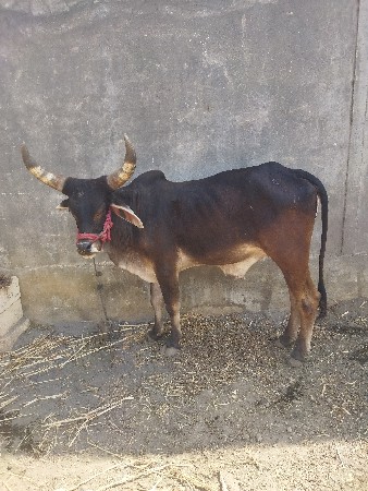બળદ વેચવાના છે  લેવા હોય એ જ ફોન