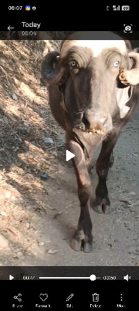 થંબનેલ 3