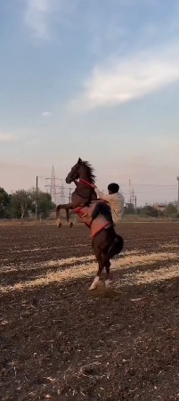 ઘોડો વેચવાનો છે