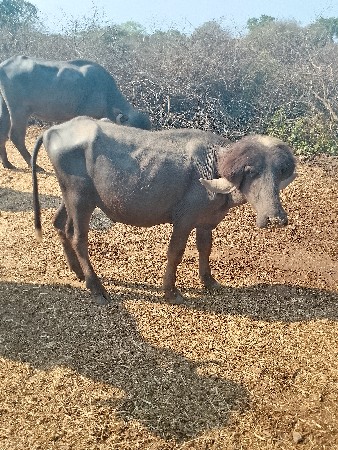 આ પાડો વેચવાનો છે