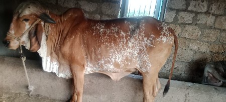 थंबनेल 2