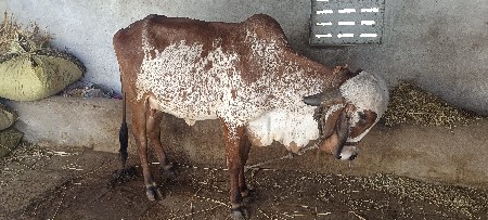 थंबनेल 3