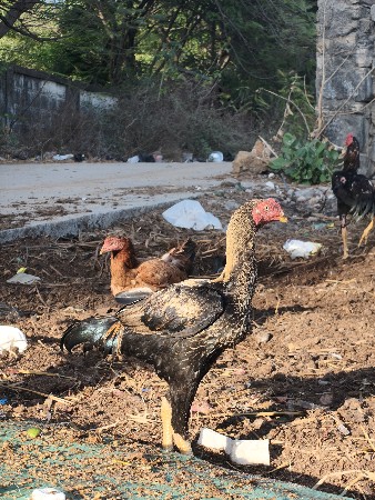 થંબનેલ 2