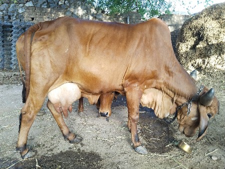 થંબનેલ 3