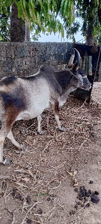 थंबनेल 3