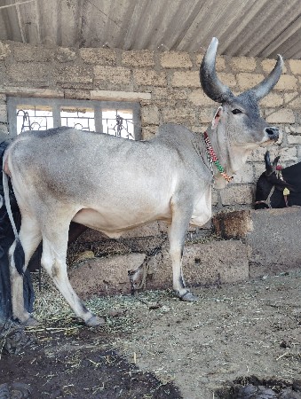 थंबनेल 2