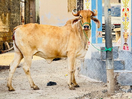 थंबनेल 2