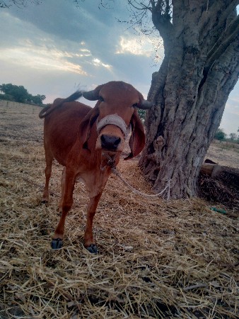 સાટા કરવના છે