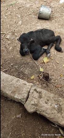 થંબનેલ 2