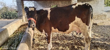 વેચવાની છે