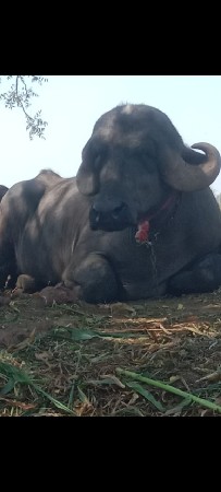 ખડેલી વેચવાની છે