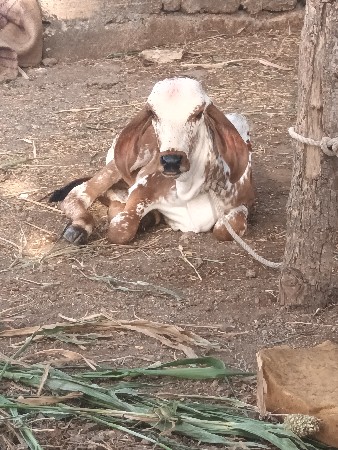 थंबनेल 3