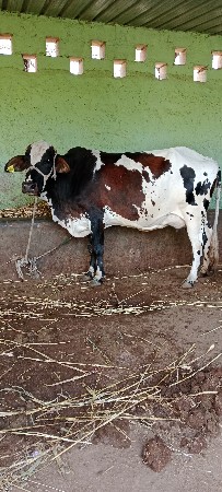 બે ગાય વેસવા ની સે