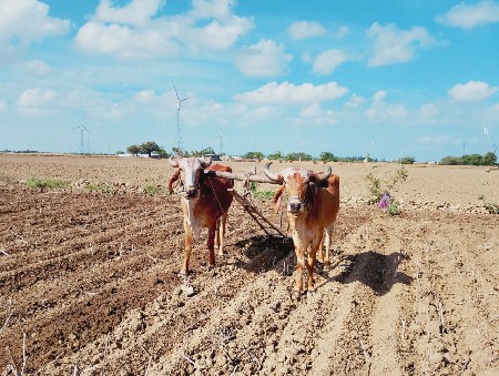 વેચવાના છે બળદ