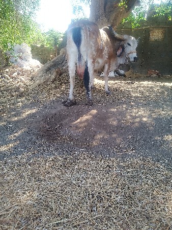 ગાય વેચવાની છે