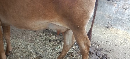 2 જુવેર ૭. દિકાસી ૪ લીટર દુઘ 2 જુવે