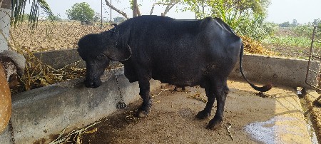 jaffarabadi vechavani se