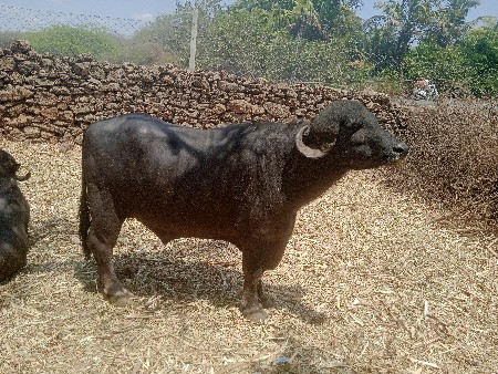 थंबनेल 1