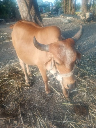 2 ગાય વેચવાની છે